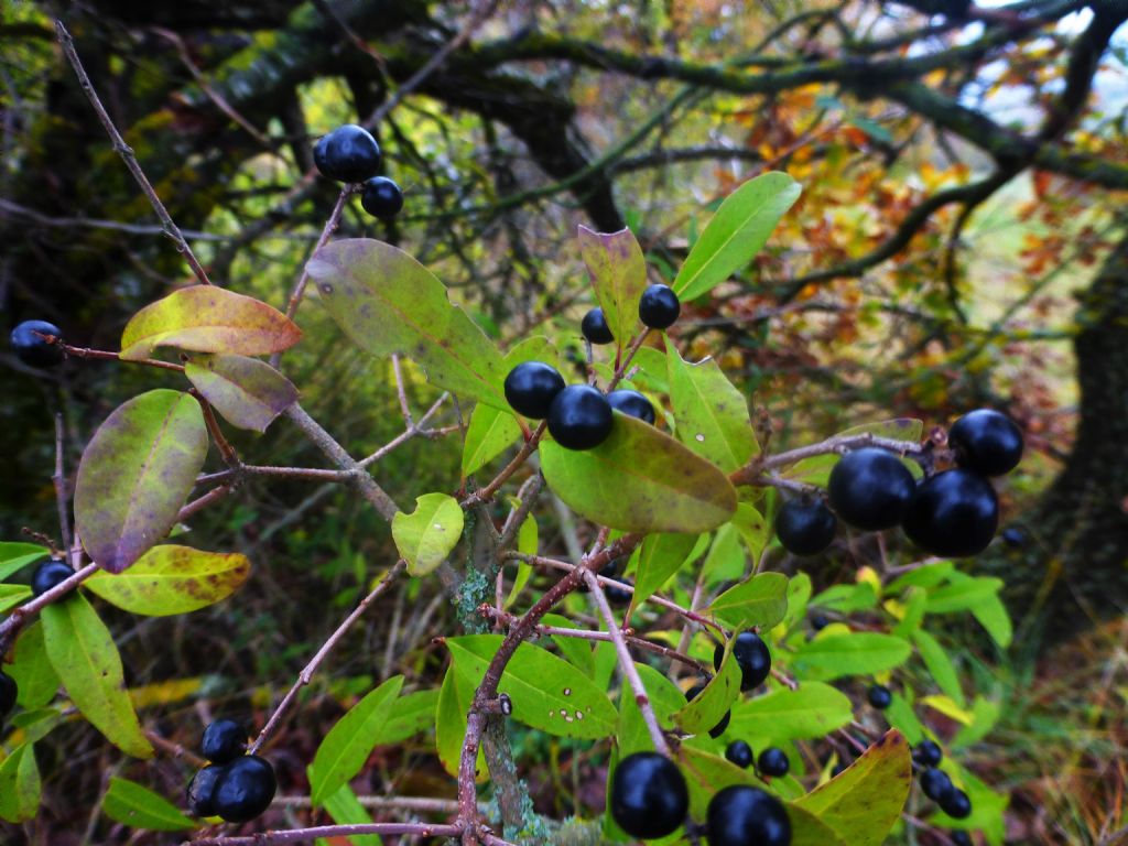 pianta con bacche nere: Ligustrum vulgare